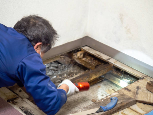 Best Mold Remediation  in Manchester, MO