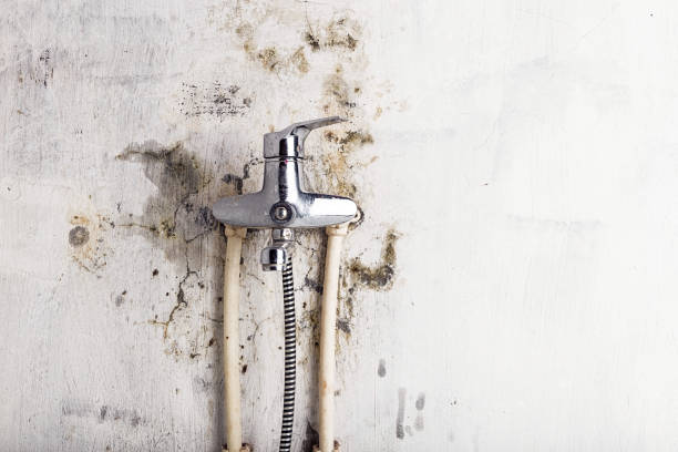 Best Commercial Mold Removal  in Manchester, MO