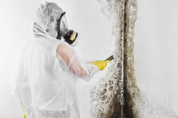 Best Office Mold Removal Services  in Manchester, MO