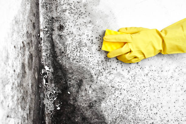 Professional Mold Removal in Manchester, MO