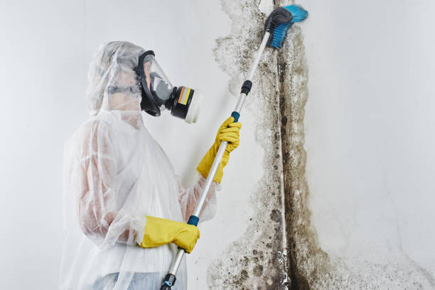 Best Attic Mold Removal  in Manchester, MO