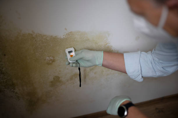 Office Mold Removal Services in Manchester, MO