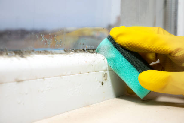Best Office Mold Removal Services  in Manchester, MO