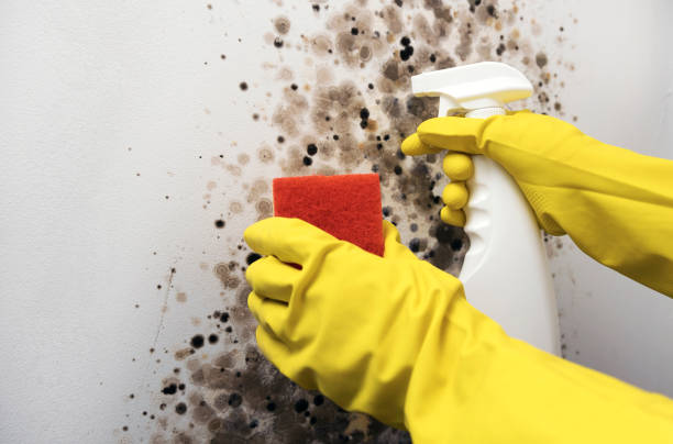 Best Crawl Space Mold Removal  in Manchester, MO