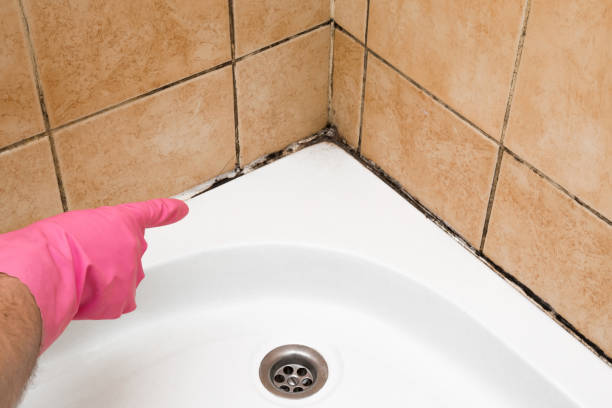 Best Home Mold Removal  in Manchester, MO